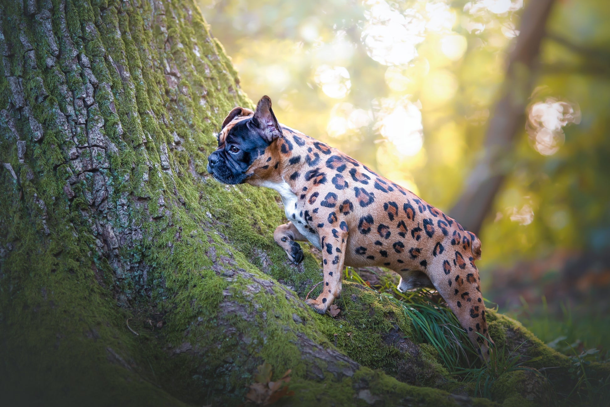 HUND - FÄRGNING | Endast 199 kr! - Zoogiganten