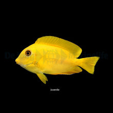 Acanthurus olivaceus – M – Orange Shoulder Surgeonfish