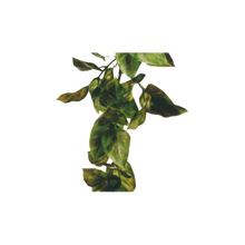 Amapallo Plastväxt | Endast 69 kr! - Zoogiganten