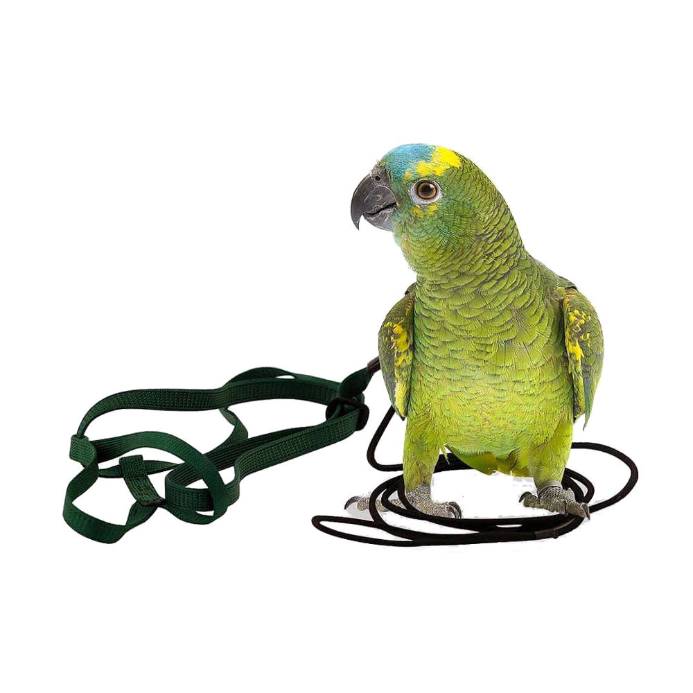 Aviator Flygsele - XS | Endast 369 kr! - Zoogiganten