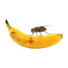 Stora Bananflugor i kopp | Endast 89 kr! - Zoogiganten