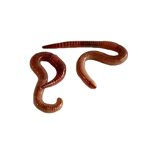 Daggmask Medium (20 Stück) – Eisenia Venera