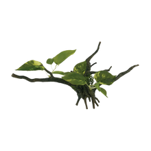 Drivved Planta - 34X15X15 CM | Endast 79 kr! - Zoogiganten