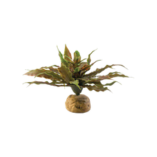 Bladväxt Ökenväxt - 23X23X11 CM | Endast 119 kr! - Zoogiganten