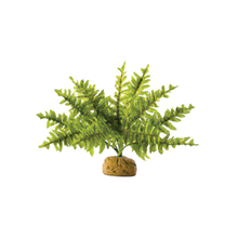 Ormbunke Regnskogsväxt - 24X24X16 CM | Endast 169 kr! - Zoogiganten