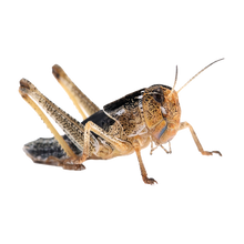 Gräshoppor Stora - 11ST/Box | Endast 69 kr! - Zoogiganten