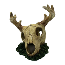 Hjortskalle – 14 x 15 x 15,8 cm