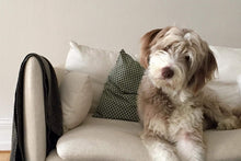 HUND - BETEENDEUTREDNING | Endast 1500 kr! - Zoogiganten