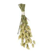 JR Farm Kanariefågelfrön - 20 G | Endast 69 kr! - Zoogiganten