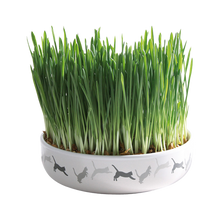 Kattgräs med keramikskål - 50 G | Endast 119 kr! - Zoogiganten