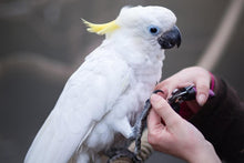 FÅGEL - KLOKLIPPNING | Endast 159 kr! - Zoogiganten