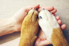 KONTAKT & SAMARBETE | Endast 1700 kr! - Zoogiganten