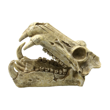 Kranium - 20X11X13 CM | Endast 189 kr! - Zoogiganten