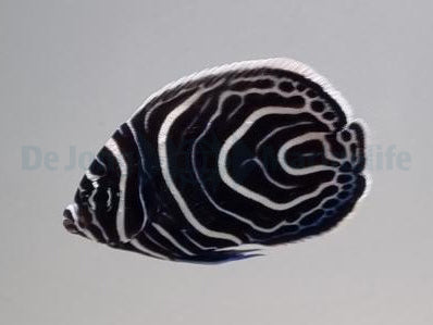 Imperator Kaiserfisch Odl. Juvenile M