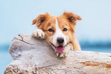 HUND - PRIVATKURS | Endast 750 kr! - Zoogiganten