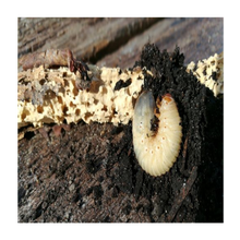 Rosenbaggslarver - 10 ST | Endast 69 kr! - Zoogiganten