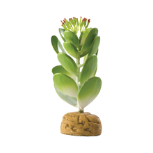 Suckulent Ökenväxt - 10.5X10.5X15 CM | Endast 119 kr! - Zoogiganten