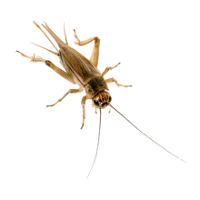 Syrsor Large 7/8 - Ca 40 ST | Endast 69 kr! - Zoogiganten