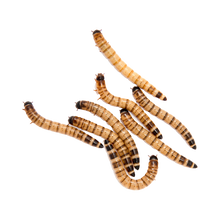 Zophobas - 100 G | Endast 79 kr! - Zoogiganten